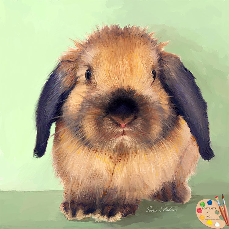 Holland Lop Rabbit