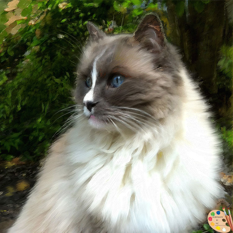 Ragdoll Cat