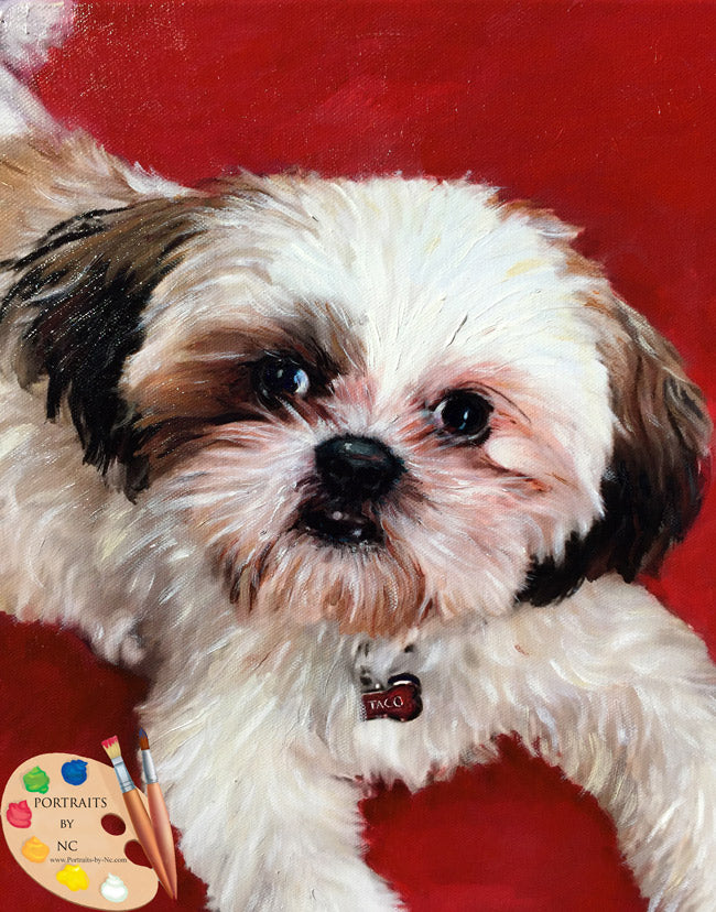 Shih Tzu