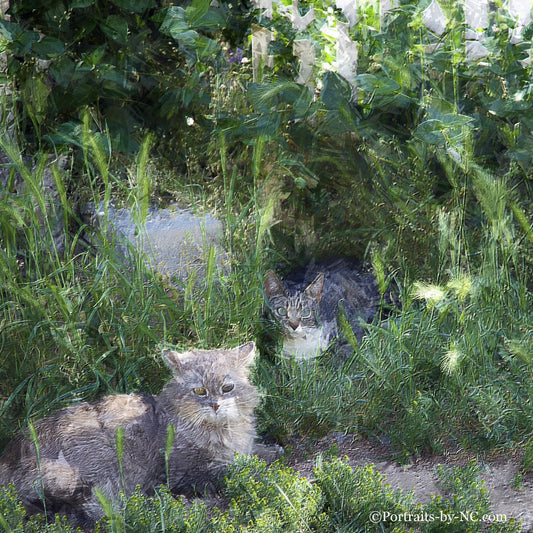 Custom Cat Portrait - Three Cats in Grass