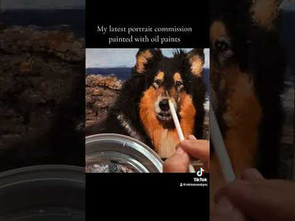 Collie Dog Portrait in Oil
