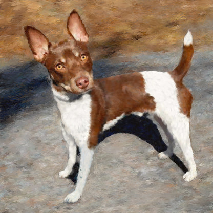 Rat Terrier Dog Portrait