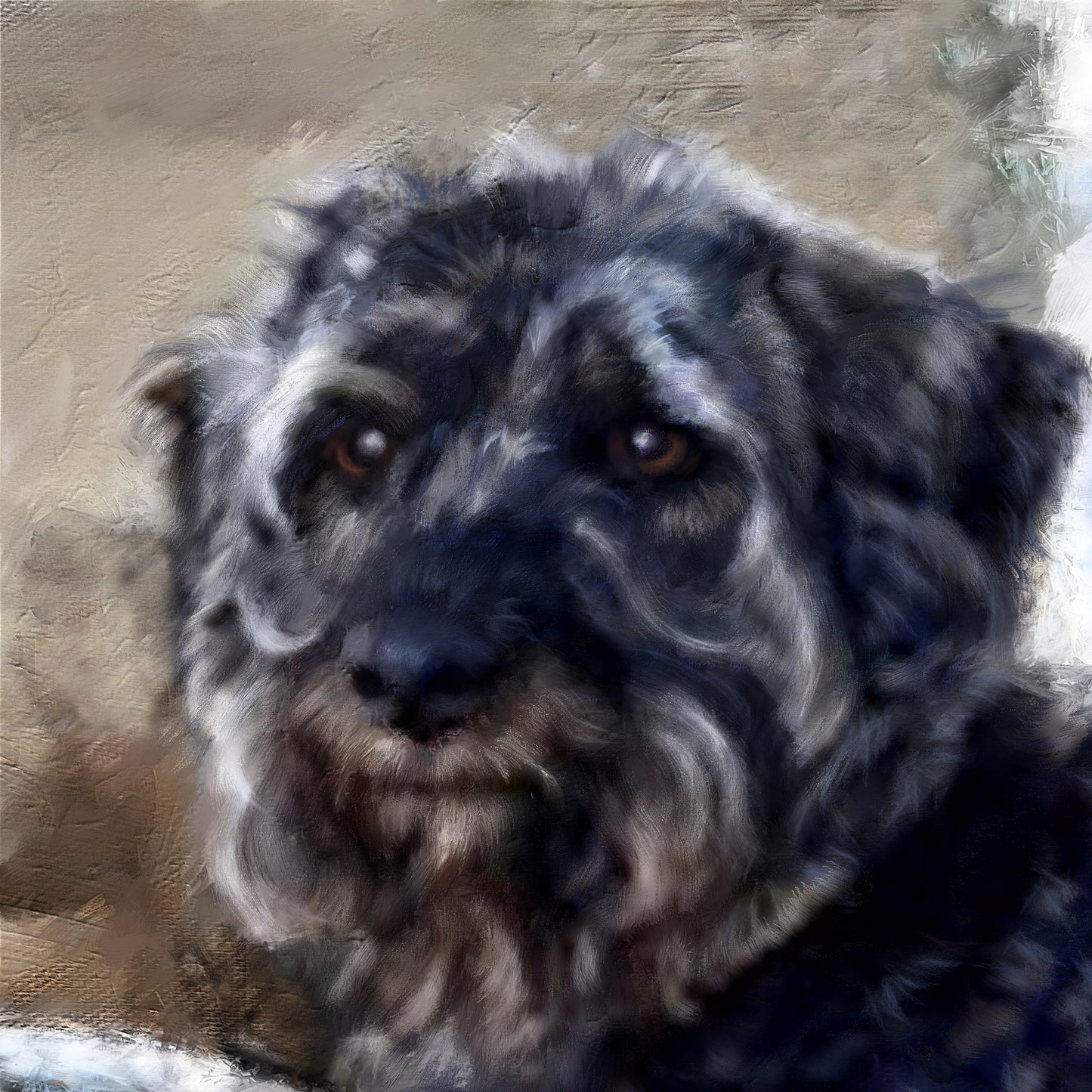 Schnauzer Dog portrait Head