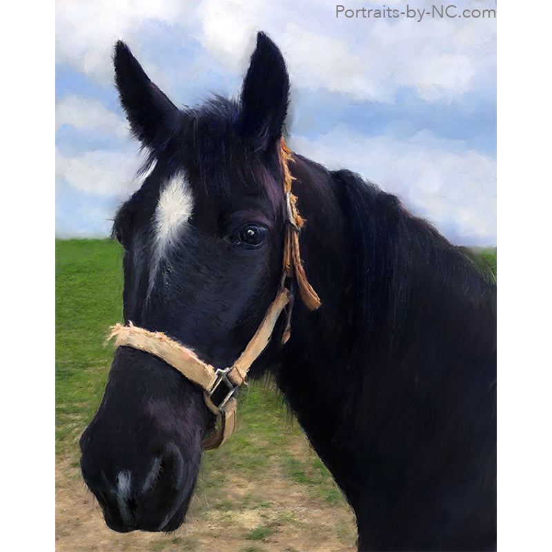 Black Horse Portrait 693