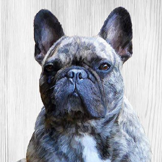 Portrait de chien bouledogue français peint sur mesure