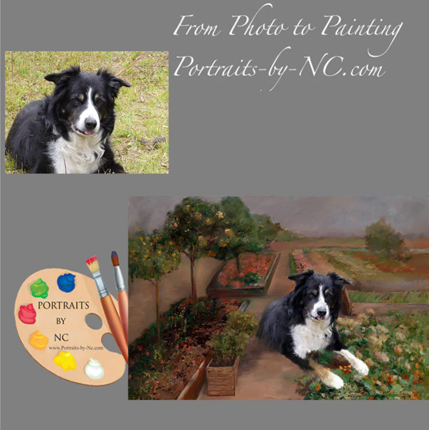 Border Collie Dog Digital Pet Portrait Painting from photo