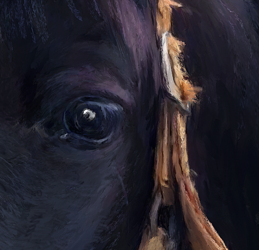 Horse Portrait Eye Detail