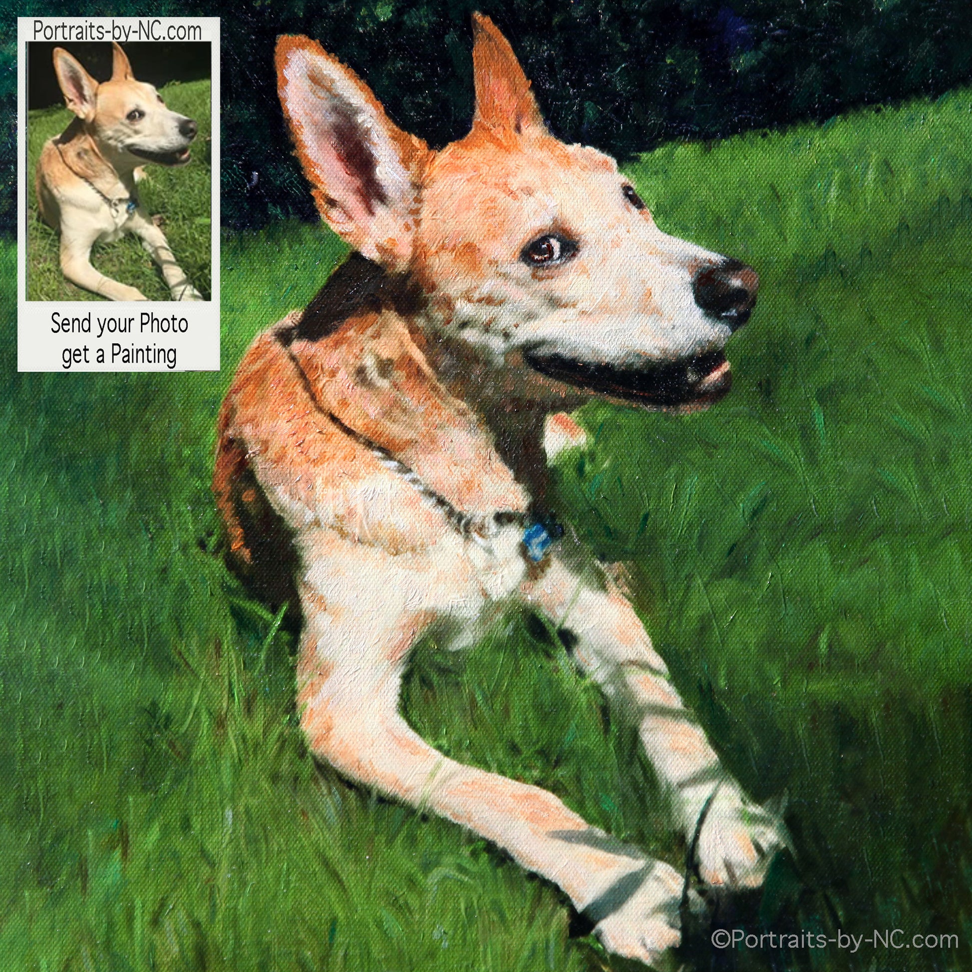 American Dingo  Oil Portrait from Photo