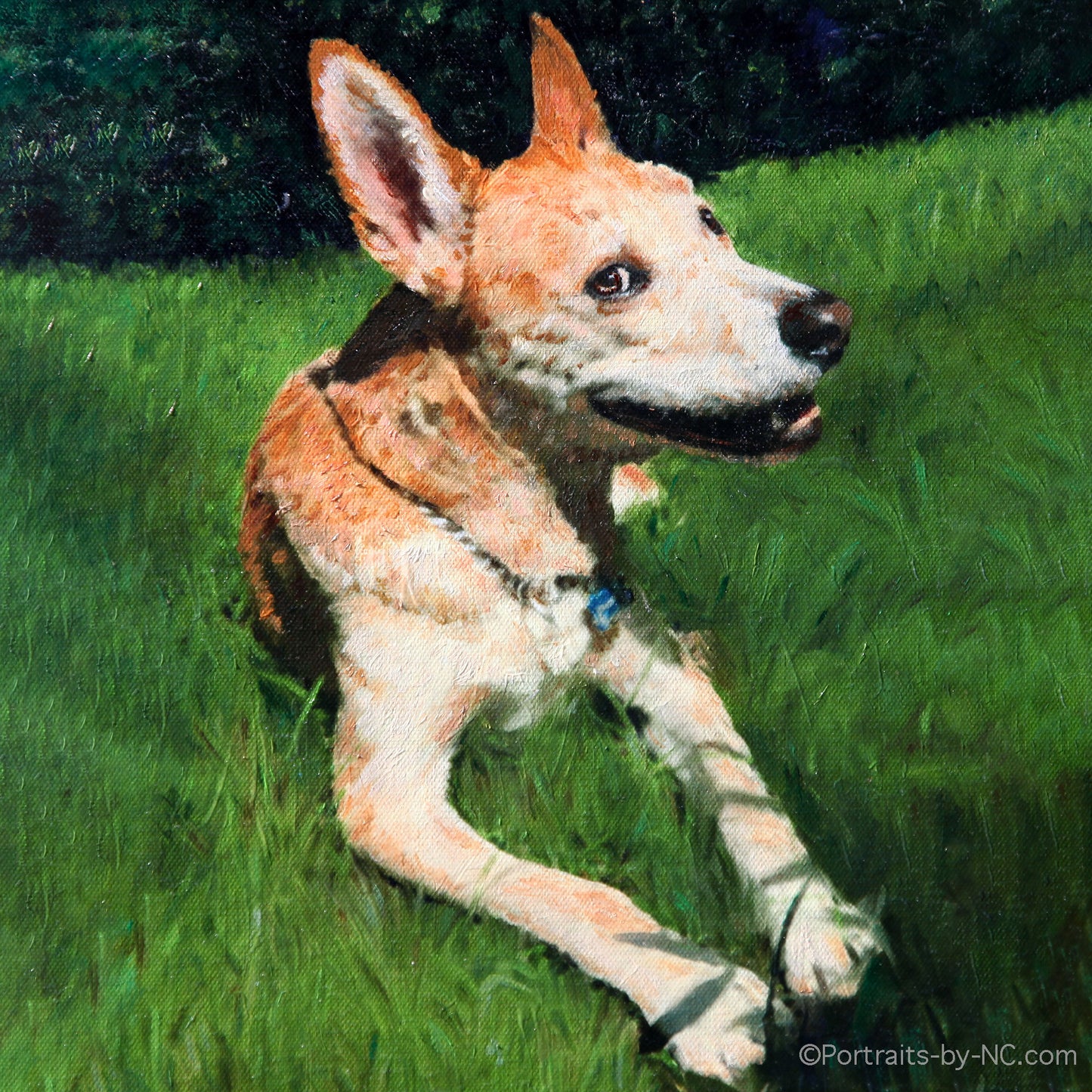 American Dingo Oil portrait