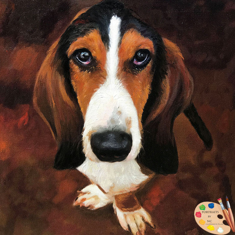 Basset Hound Pet Portrait 570 - Portraits by NC