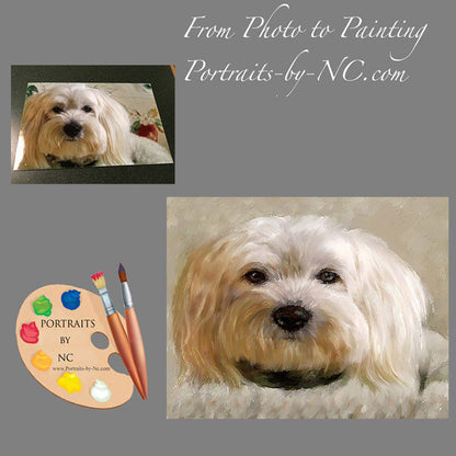 Bichon Frise Dog Portrait 510 - Portraits by NC