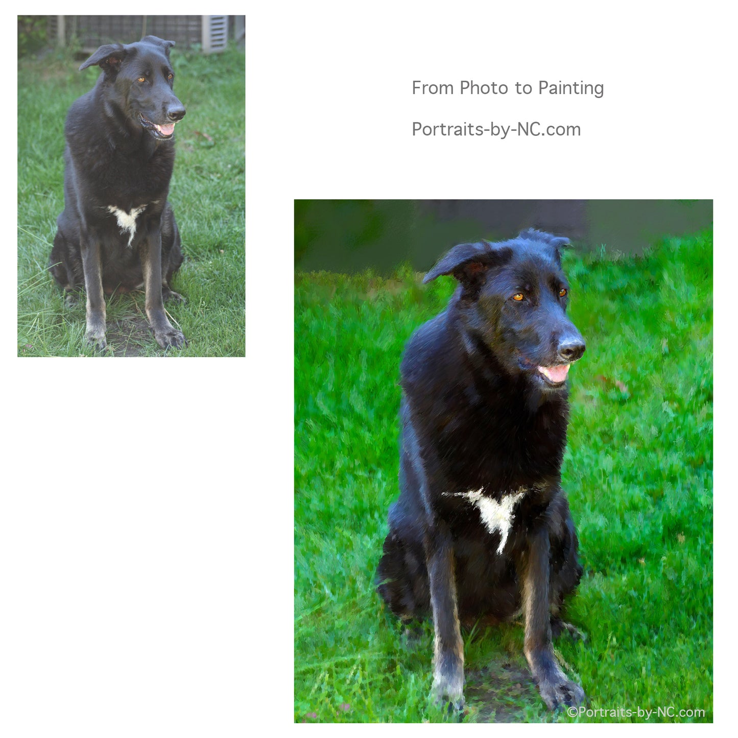 Black Dog Portrait 664 - Portraits by NC
