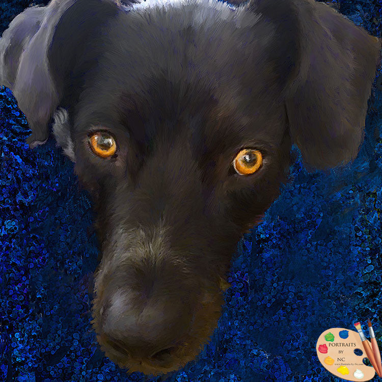 Black Labrador Portrait 563 - Portraits by NC
