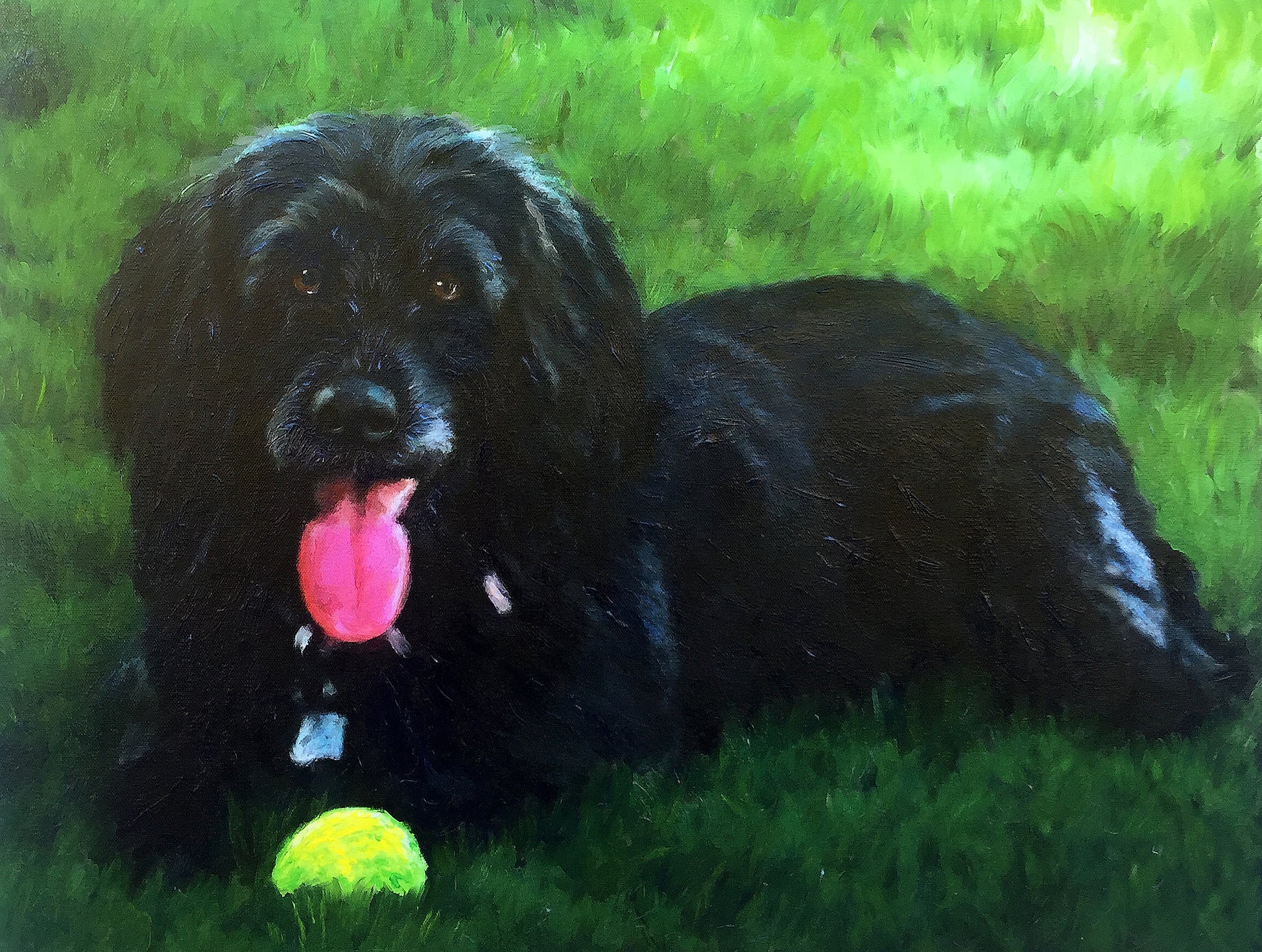 Black Labradoodle with tennis ball
