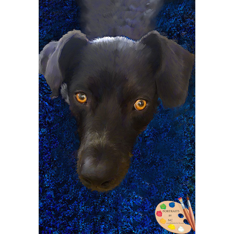 Black Labrador Portrait 563 - Portraits by NC