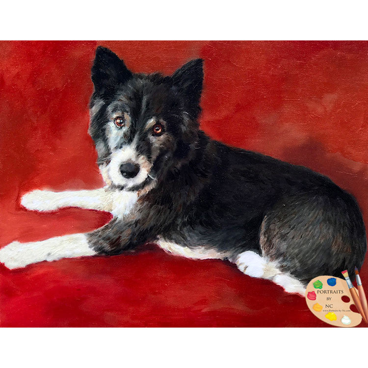 Border Collie Dog Portrait 548 - Portraits by NC