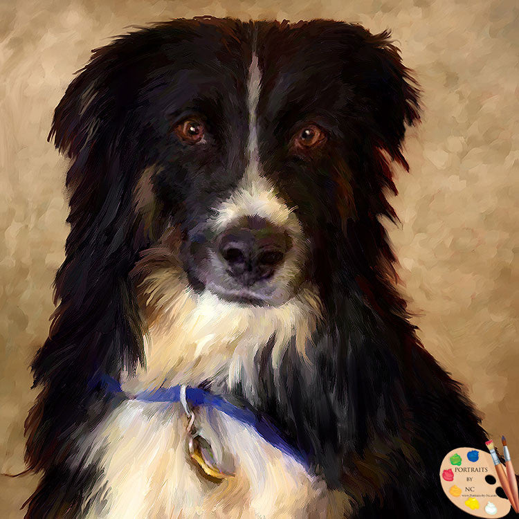 Border Collie Dog Portrait 508 - Portraits by NC