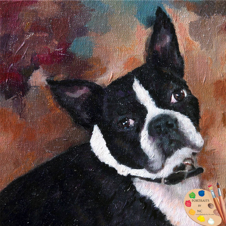 Boston Terrier  Dog Portrait 527 - Portraits by NC