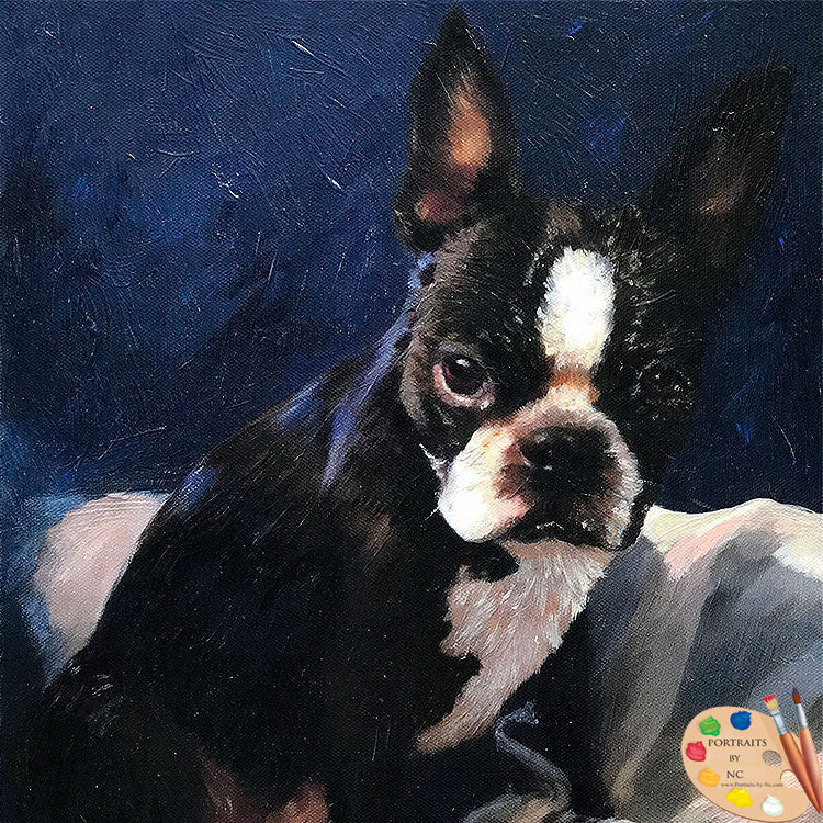 Boston Terrier  Dog Portrait 558 - Portraits by NC