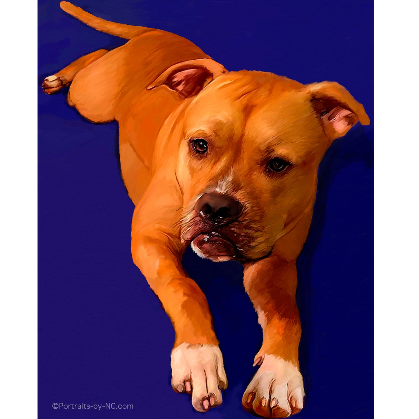 Boxer Pet Portrait 393