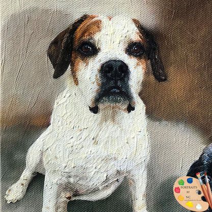 Bull Dog Portrait 539