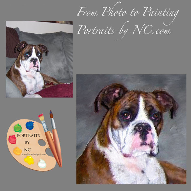 Boxer Dog Portrait 438 - Portraits by NC