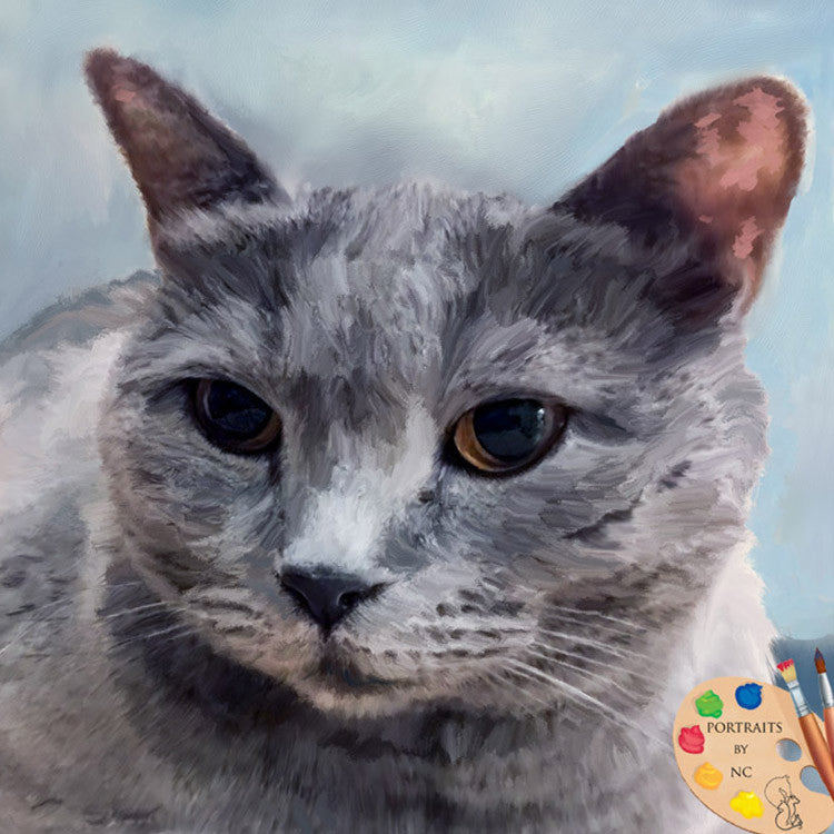 British Shorthair Cat Portrait 346 - Portraits by NC