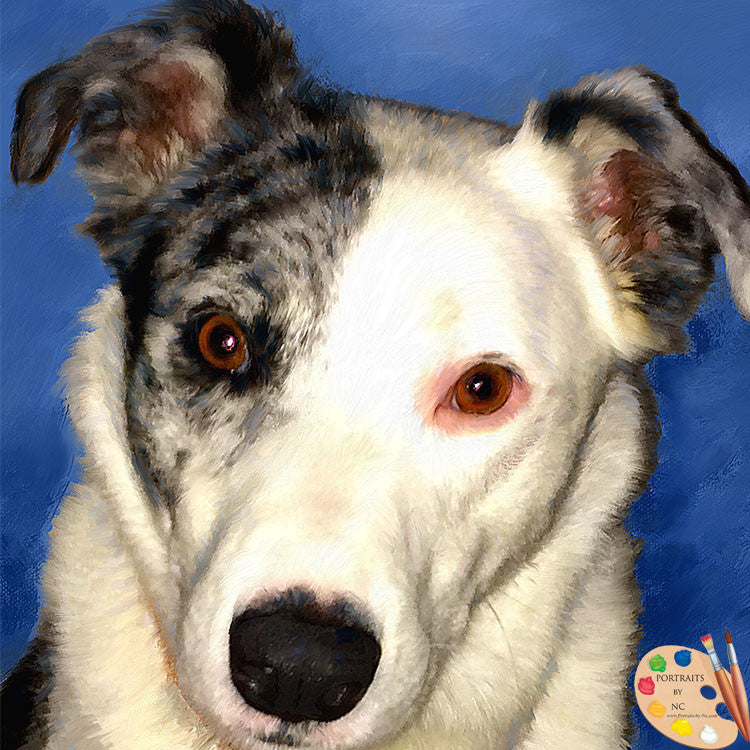 Catahoula Dog Portrait 441 - Portraits by NC