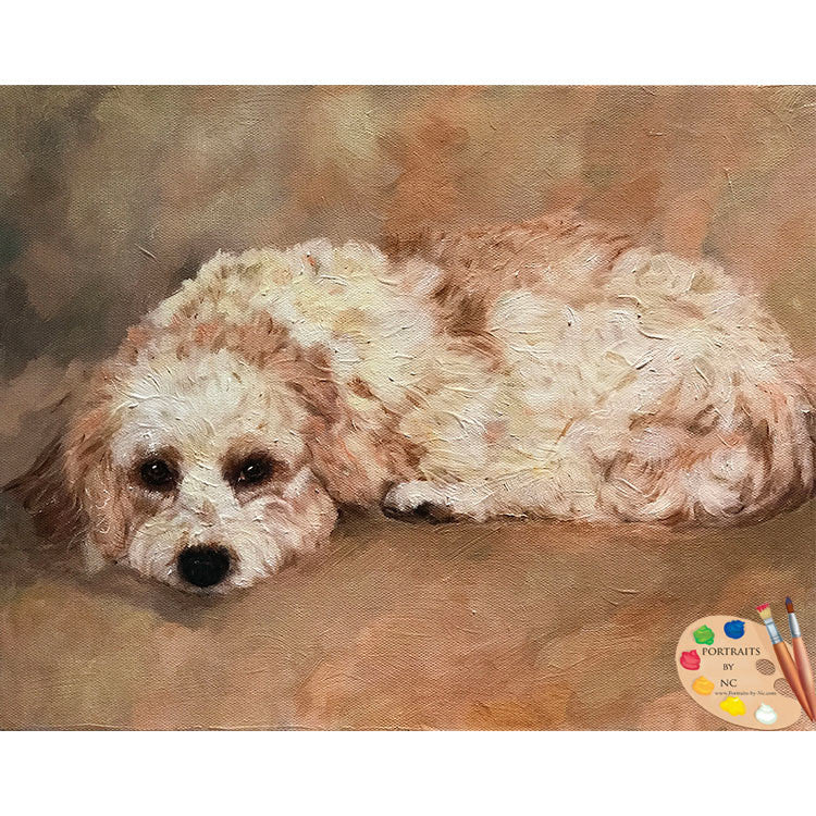 Cavachon Dog Portrait 554 - Portraits by NC