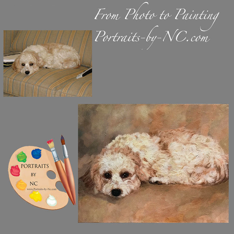 Cavachon Dog Portrait 554 - Portraits by NC