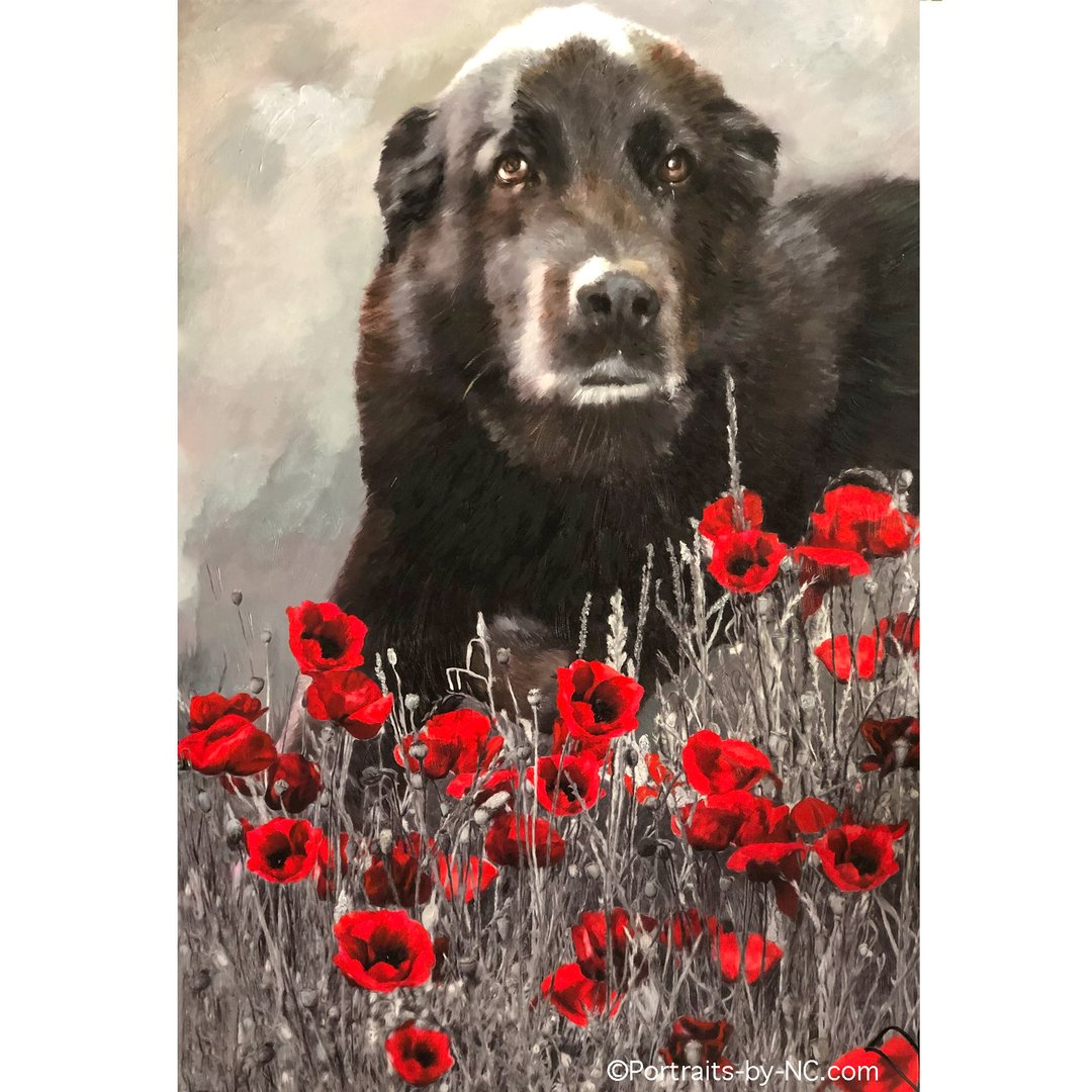 Labrador chocolat dans un champ de fleurs de pavot Portrait de chien
