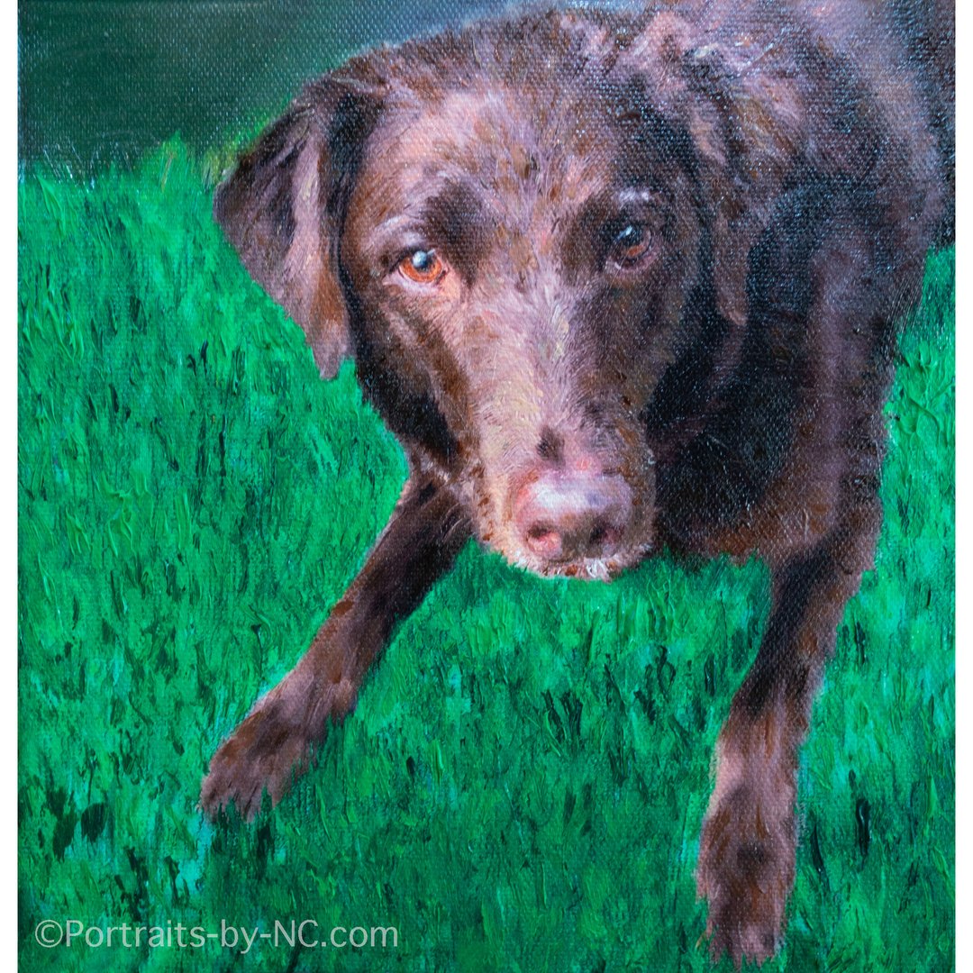 Chocolate Colored Labrador Oil Portrait