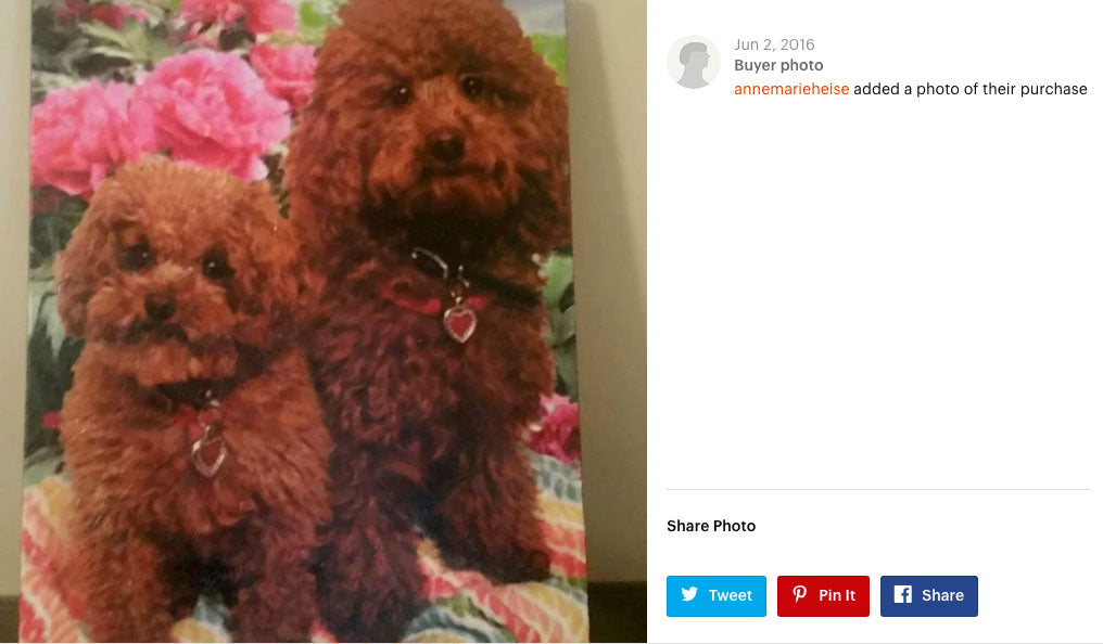 Client shared poodle portrait