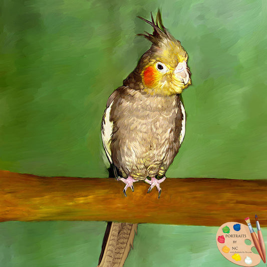 Cockatiel Bird Portrait 534 - Portraits by NC