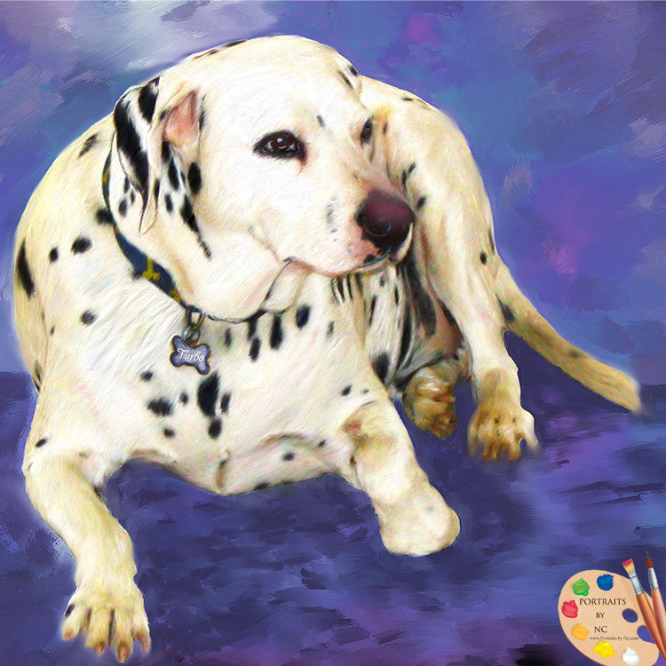 Dalmation Dog Portrait 