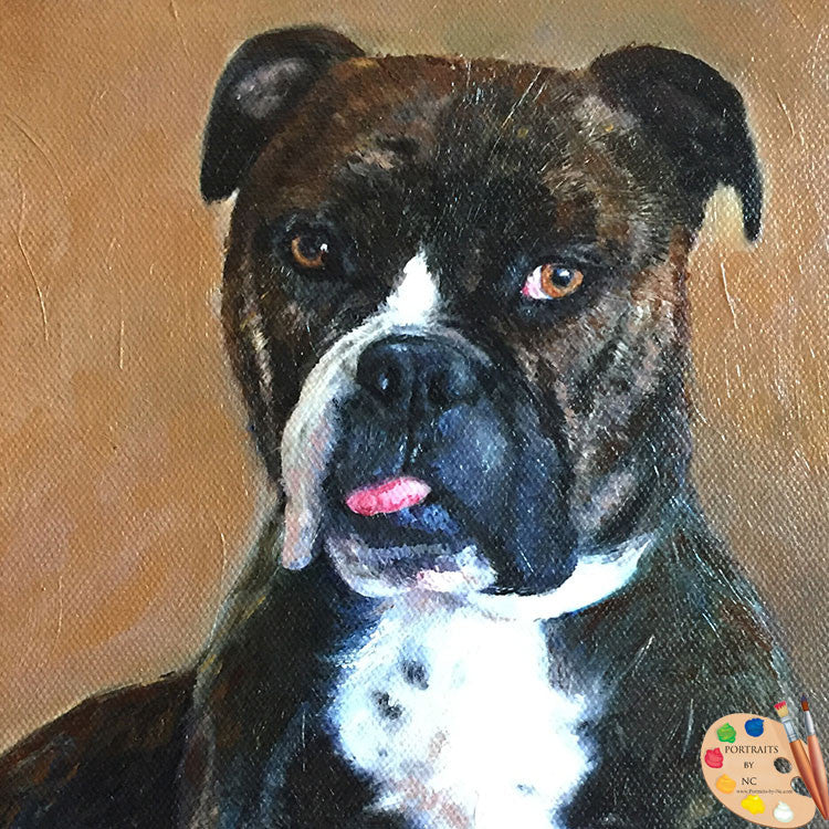 English Bulldog Dog Portrait 396