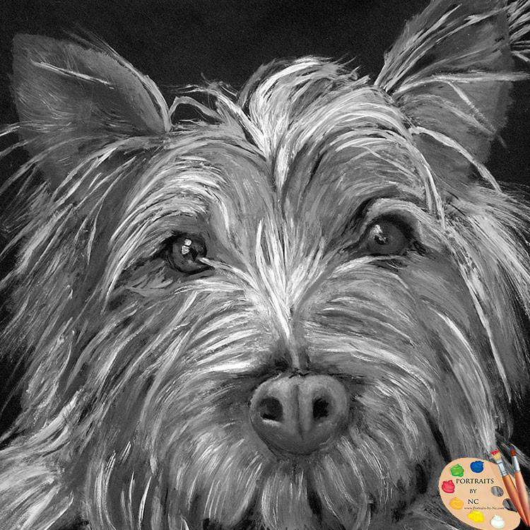 Highland Terrier Pet Portrait 74