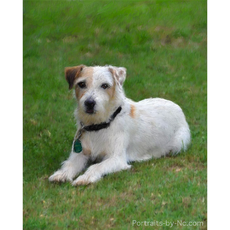 Russell Terrier Portrait