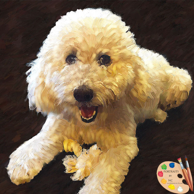 Labradoodle Dog Portrait 530