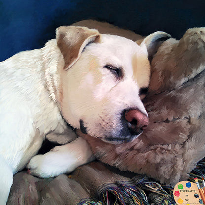 Sleeping Labrador Dog Portrait 327
