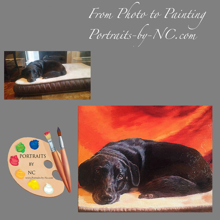 Black Labrador Portrait 439 - Portraits by NC