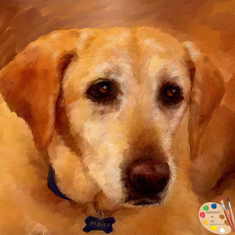 Labrador Portrait 458
