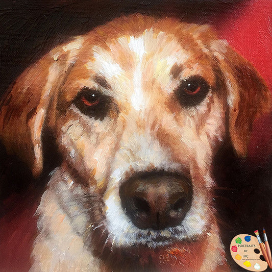 Labrador Portrait 471