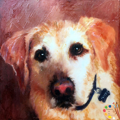 Labrador Portrait 483