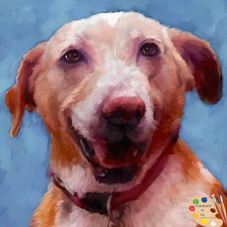 Labrador Portrait 552
