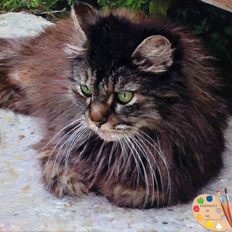 Maine Coon Cat Portrait 479 - Portraits by NC