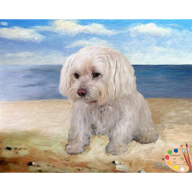 Maltese Dog Portrait 319 - Portraits by NC