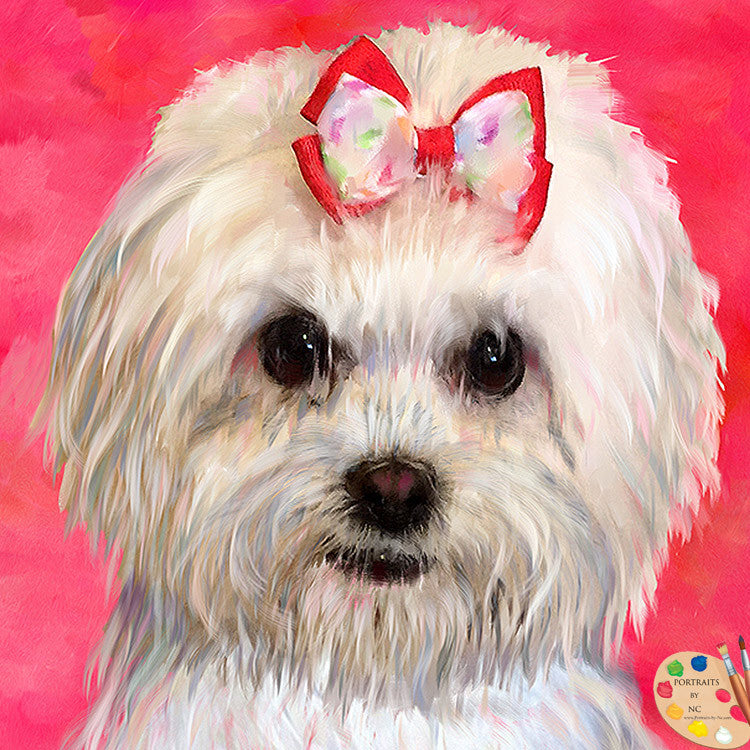 Maltese Dog Portrait 325 - Portraits by NC