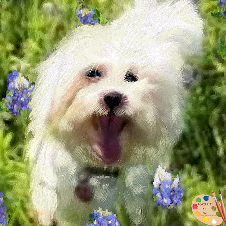 Maltese Dog Portrait 463 - Portraits by NC