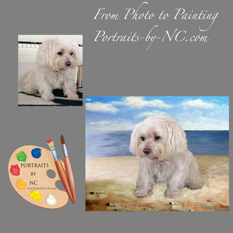 Maltese Dog Portrait 319 - Portraits by NC